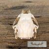Porcupine Skull Taxidermy For Sale - Image 5
