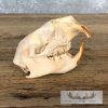 Porcupine Skull Taxidermy For Sale - Image 3