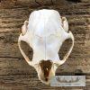 Porcupine Skull Taxidermy For Sale - Image 6