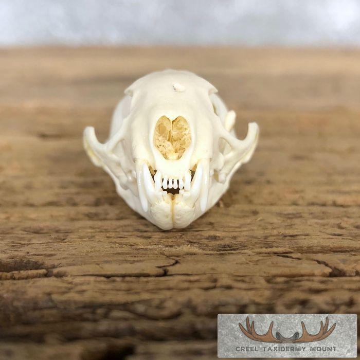 Weasel Full Skull Taxidermy Mount For Sale - Image 4