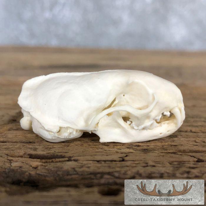 Weasel Full Skull Taxidermy Mount For Sale - Image 2
