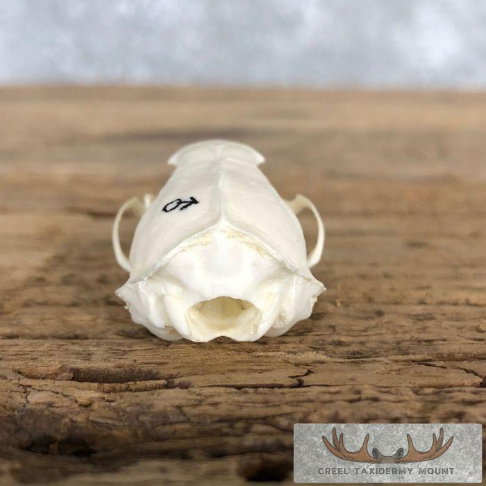 Weasel Full Skull Taxidermy Mount For Sale - Image 5