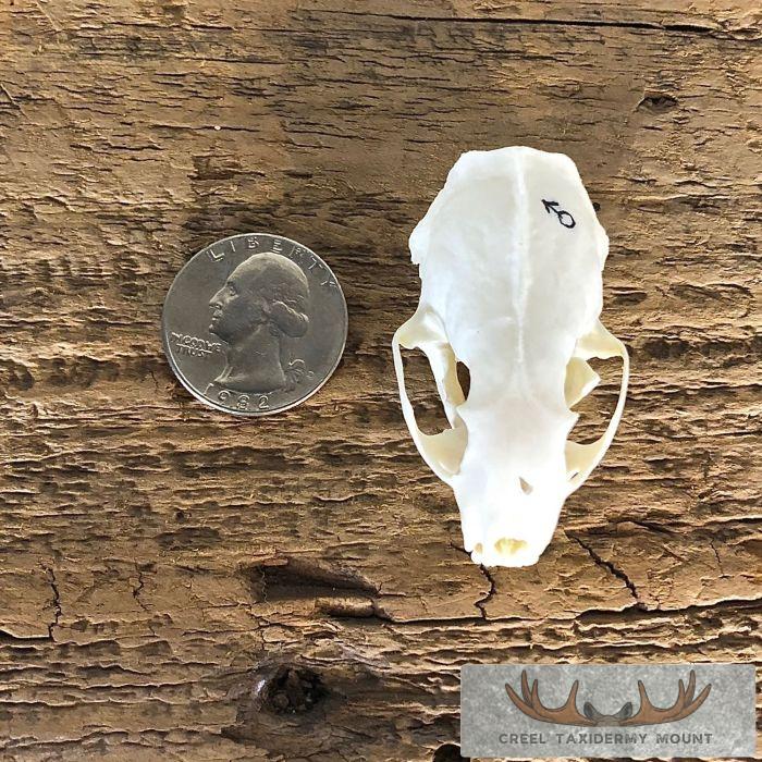 Weasel Full Skull Taxidermy Mount For Sale - Image 6
