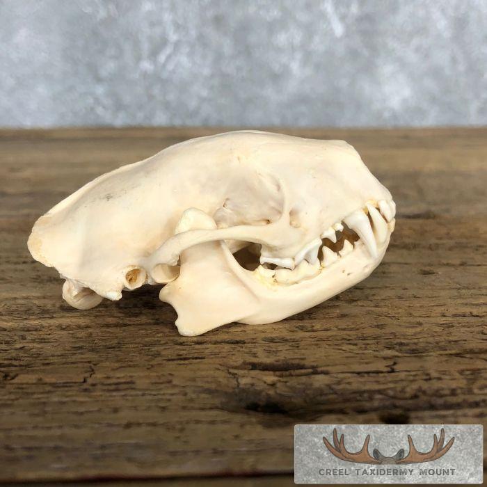 Striped Skunk Full Skull Taxidermy Mount For Sale - Image 2