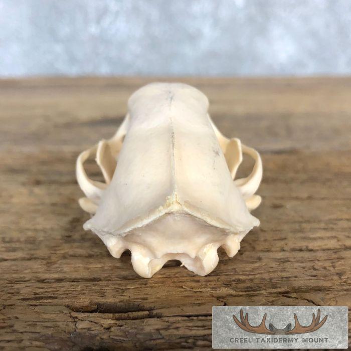 Striped Skunk Full Skull Taxidermy Mount For Sale - Image 5