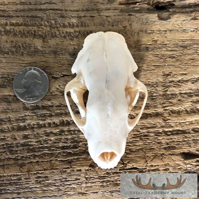 Striped Skunk Full Skull Taxidermy Mount For Sale - Image 6