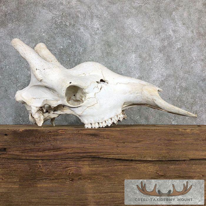 African Giraffe Skull Taxidermy Mount For Sale - Image 2