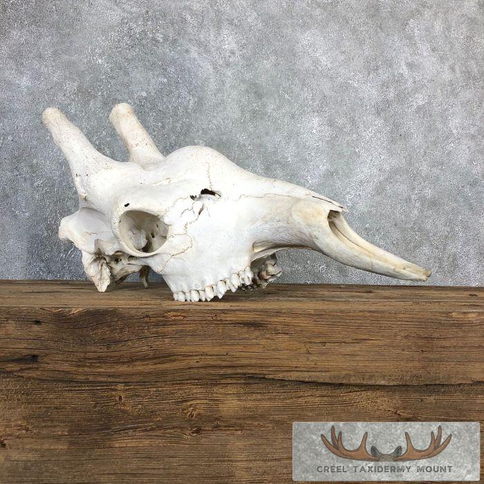 African Giraffe Skull Taxidermy Mount For Sale - Image 4
