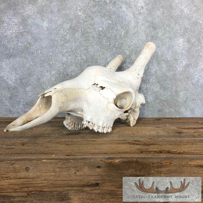 African Giraffe Skull Taxidermy Mount For Sale - Image 3