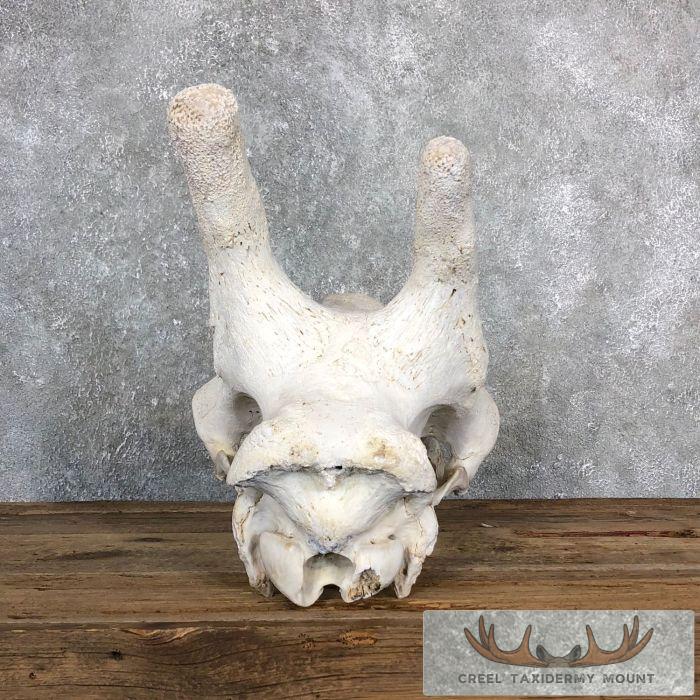 African Giraffe Skull Taxidermy Mount For Sale - Image 6
