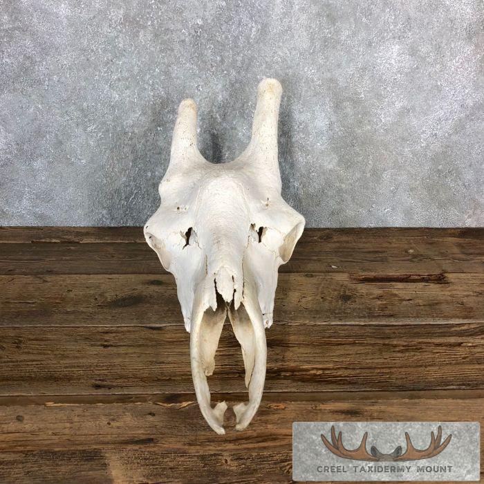 African Giraffe Skull Taxidermy Mount For Sale - Image 5