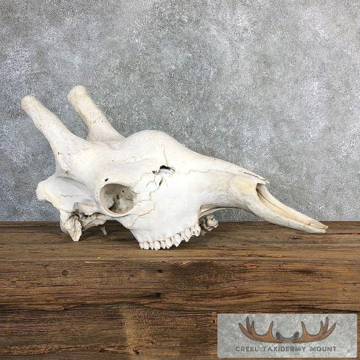 African Giraffe Skull Taxidermy Mount For Sale - Image 7