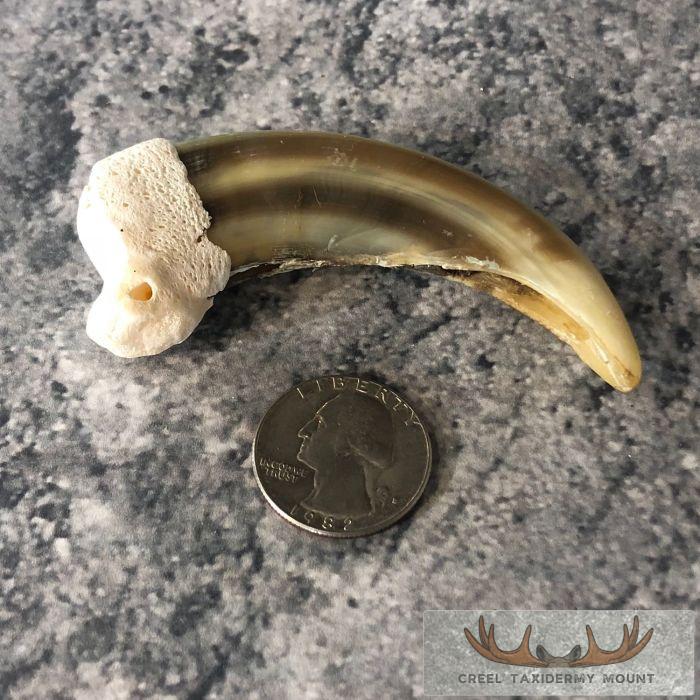 Grizzly Bear Claw Taxidermy For Sale - Image 5