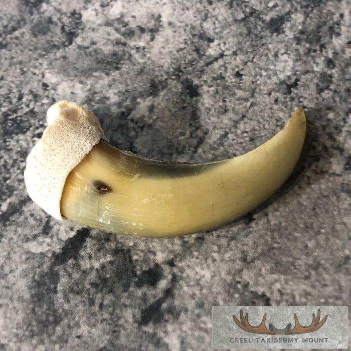 Grizzly Bear Claw Taxidermy For Sale - Image 4