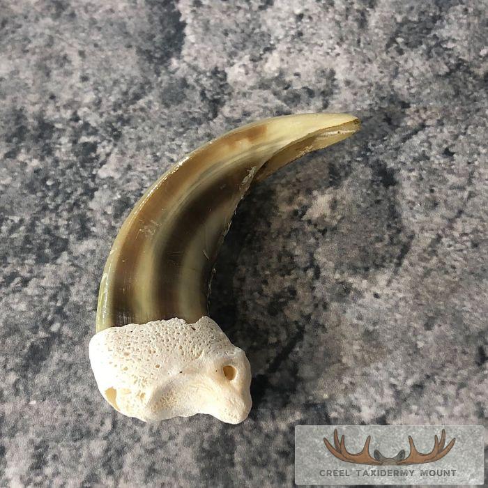 Grizzly Bear Claw Taxidermy For Sale - Image 3