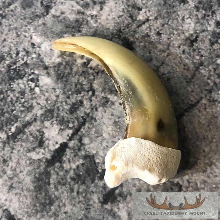 Grizzly Bear Claw Taxidermy For Sale - Image 2