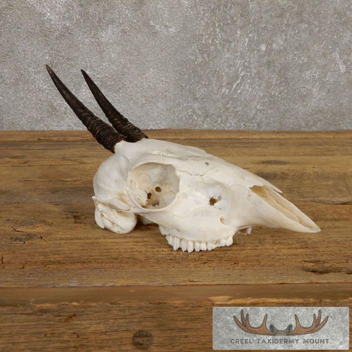 Bush Duiker Skull & Horn European Taxidermy Mount For Sale - Image 2