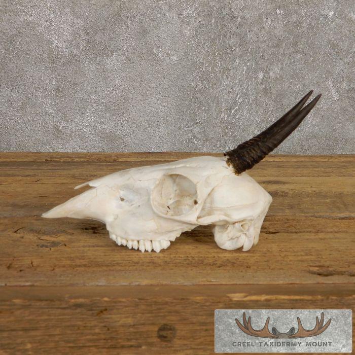 Bush Duiker Skull & Horn European Taxidermy Mount For Sale - Image 4