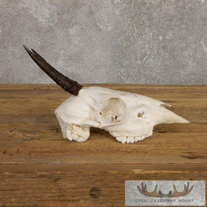 Bush Duiker Skull & Horn European Taxidermy Mount For Sale - Image 3