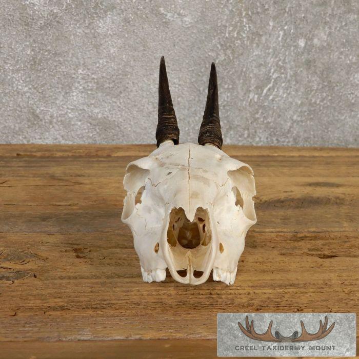 Bush Duiker Skull & Horn European Taxidermy Mount For Sale - Image 5