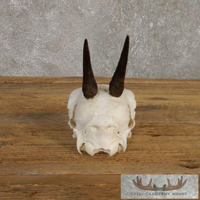 Bush Duiker Skull & Horn European Taxidermy Mount For Sale - Image 7