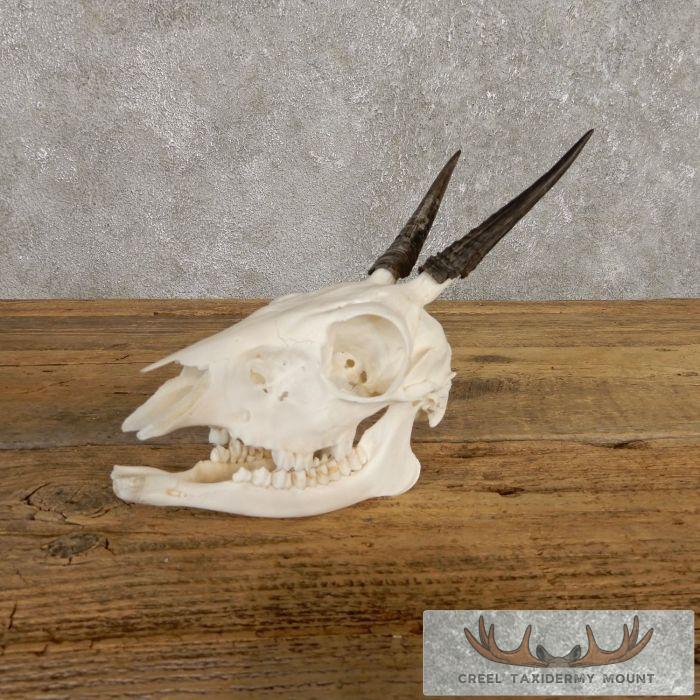 Bush Duiker Skull & Horn European Taxidermy Mount For Sale - Image 2