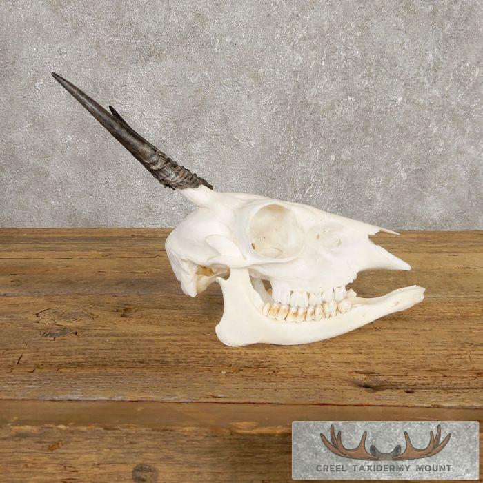 Bush Duiker Skull & Horn European Taxidermy Mount For Sale - Image 3