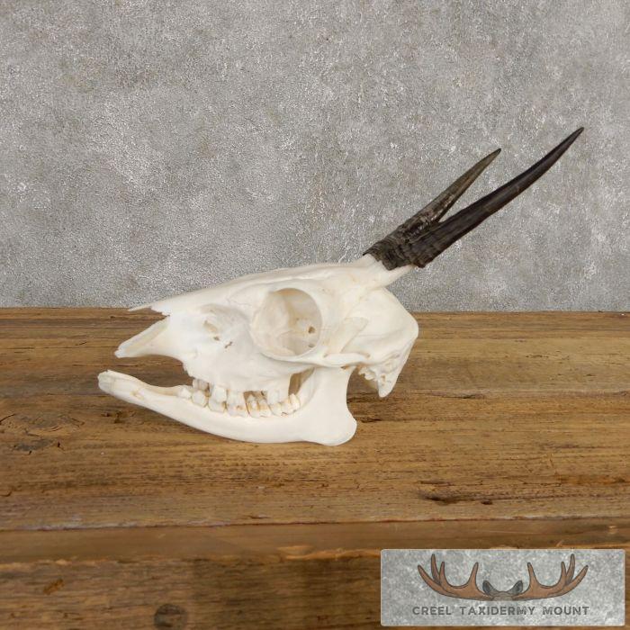 Bush Duiker Skull & Horn European Taxidermy Mount For Sale - Image 4