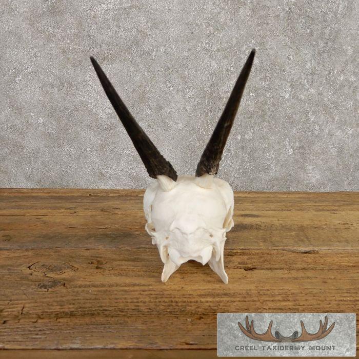 Bush Duiker Skull & Horn European Taxidermy Mount For Sale - Image 7