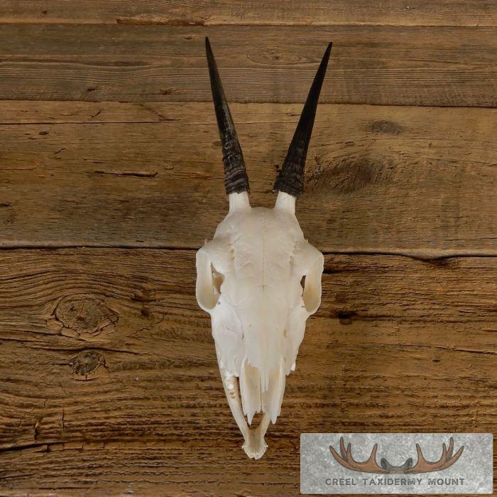 Bush Duiker Skull & Horn European Taxidermy Mount For Sale - Image 6