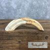 Scrimshaw Warthog Tooth Safari Decor For Sale - Image 3