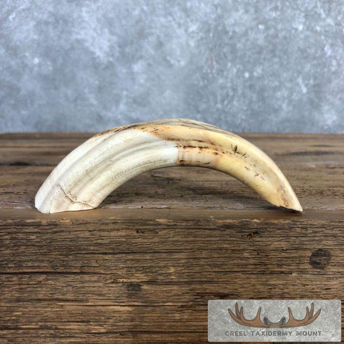 Scrimshaw Warthog Tooth Safari Decor For Sale - Image 3