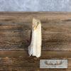 Scrimshaw Warthog Tooth Safari Decor For Sale - Image 6