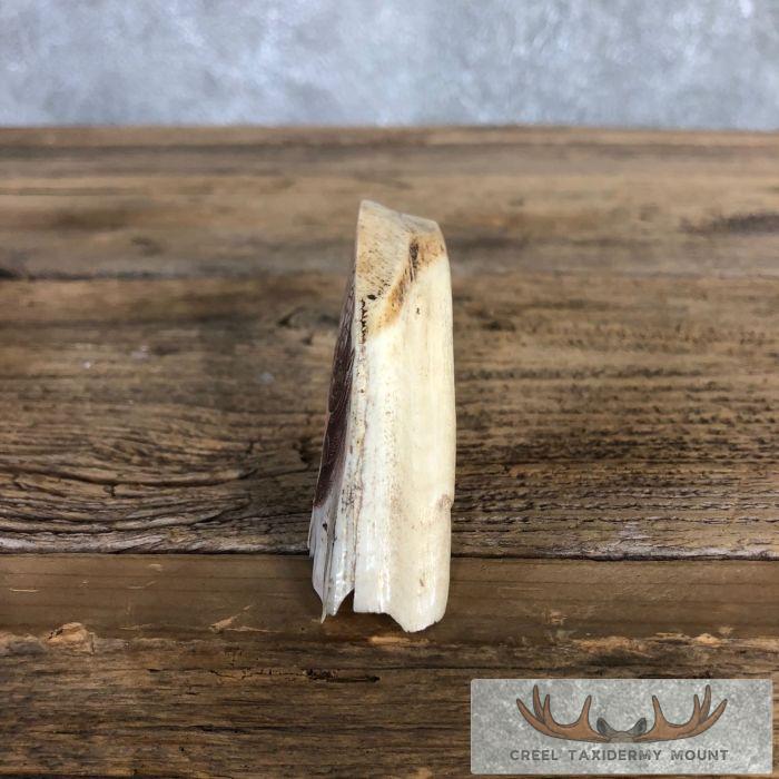 Scrimshaw Warthog Tooth Safari Decor For Sale - Image 6