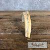 Scrimshaw Warthog Tooth Safari Decor For Sale - Image 7