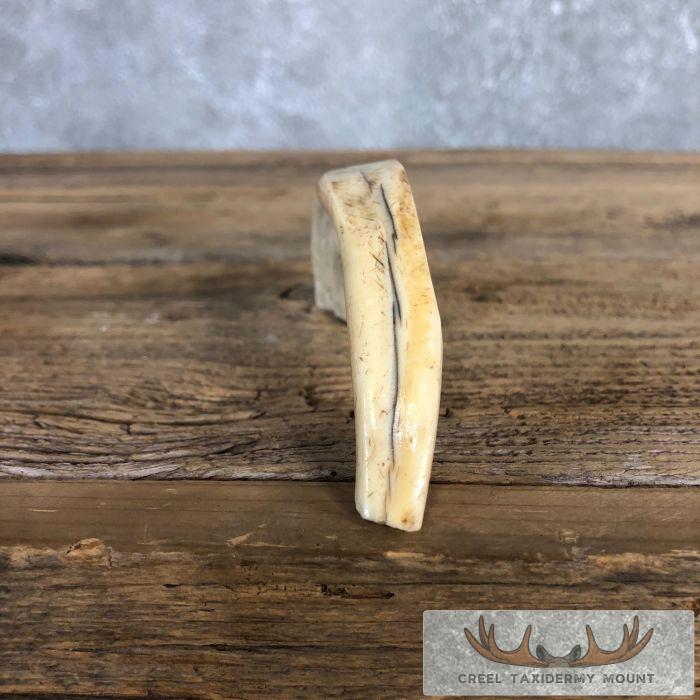 Scrimshaw Warthog Tooth Safari Decor For Sale - Image 7