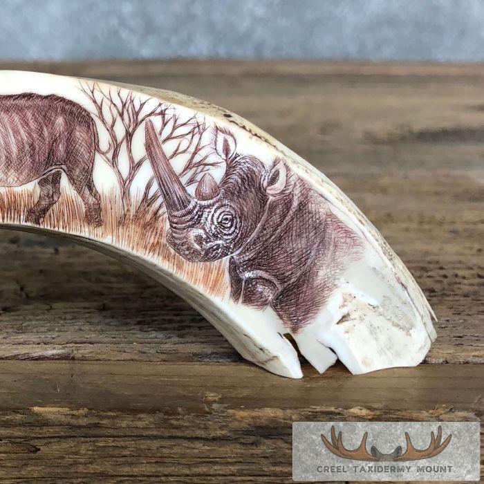 Scrimshaw Warthog Tooth Safari Decor For Sale - Image 5
