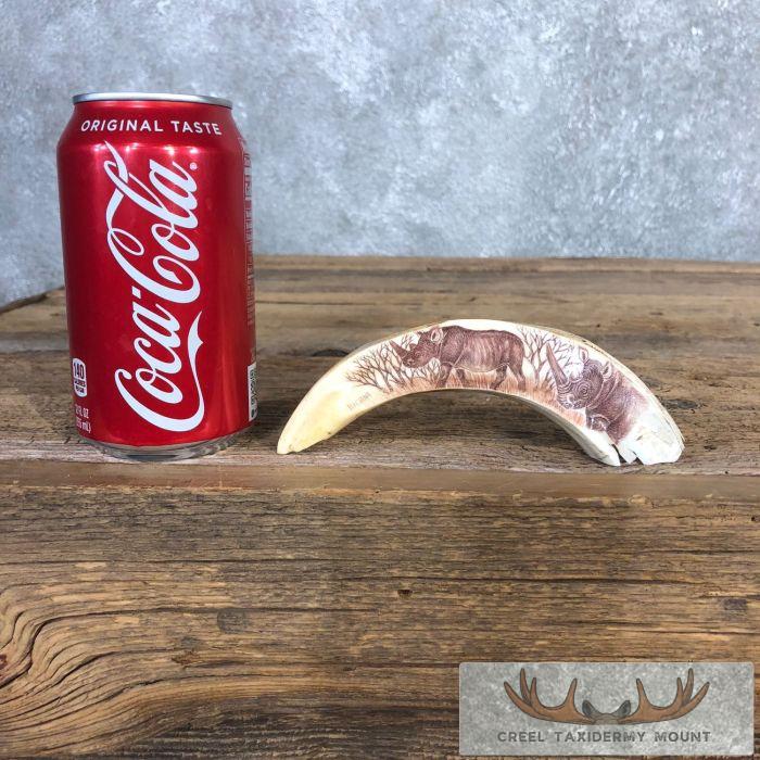 Scrimshaw Warthog Tooth Safari Decor For Sale - Image 2