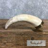 Scrimshaw Warthog Tooth Safari Decor For Sale - Image 5