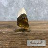 Scrimshaw Warthog Tooth Safari Decor For Sale - Image 7