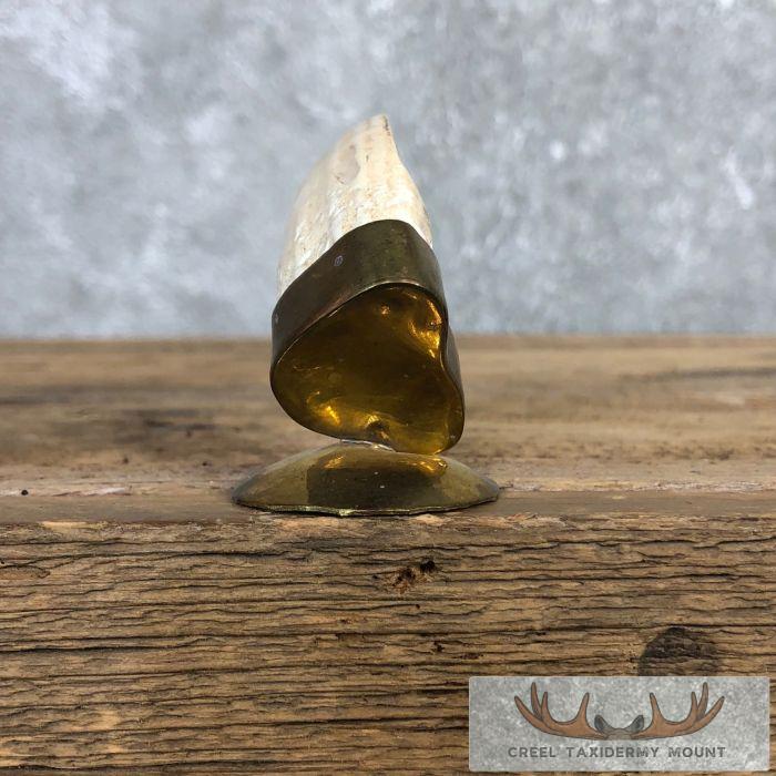 Scrimshaw Warthog Tooth Safari Decor For Sale - Image 7