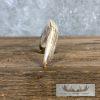 Scrimshaw Warthog Tooth Safari Decor For Sale - Image 6