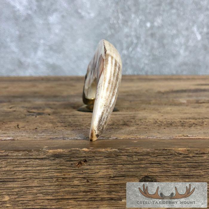 Scrimshaw Warthog Tooth Safari Decor For Sale - Image 6