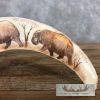 Scrimshaw Warthog Tooth Safari Decor For Sale - Image 4
