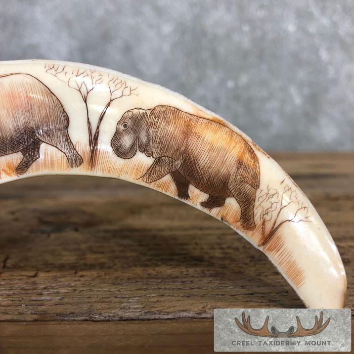 Scrimshaw Warthog Tooth Safari Decor For Sale - Image 4