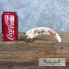 Scrimshaw Warthog Tooth Safari Decor For Sale - Image 2