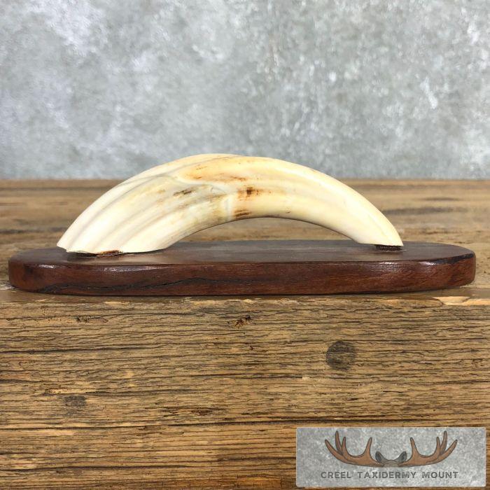 Scrimshaw Warthog Tooth Safari Decor For Sale - Image 5