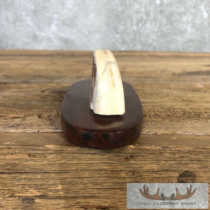 Scrimshaw Warthog Tooth Safari Decor For Sale - Image 6