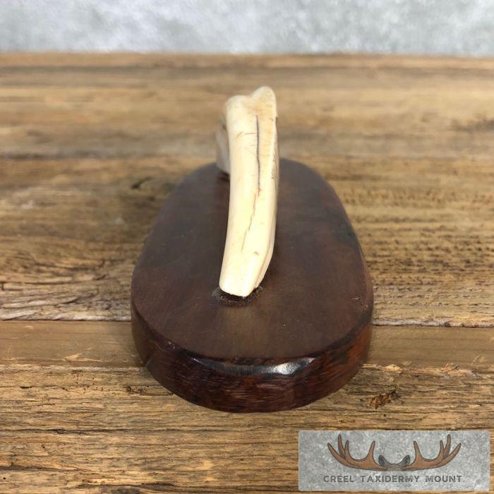 Scrimshaw Warthog Tooth Safari Decor For Sale - Image 7