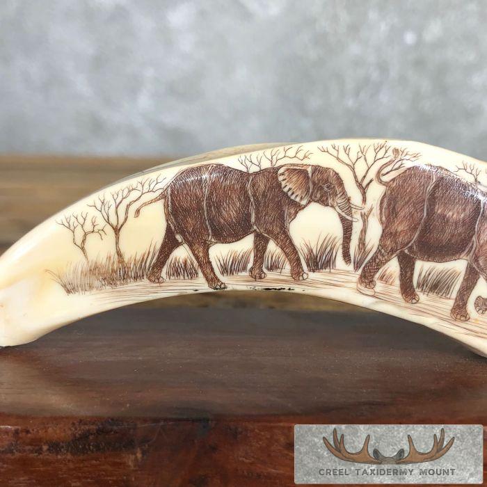 Scrimshaw Warthog Tooth Safari Decor For Sale - Image 3